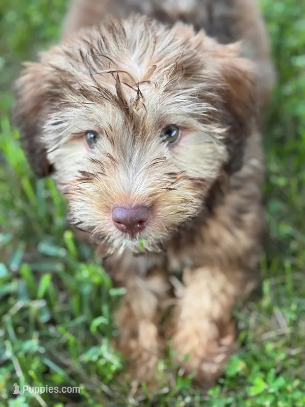 Mini Indie – Whoodle puppy for sale in Joplin, MO