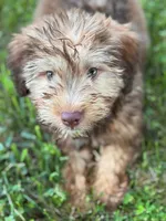 Mini Indie Green eyes!, a female Whoodle for sale in Joplin, MO – 2 of 5
