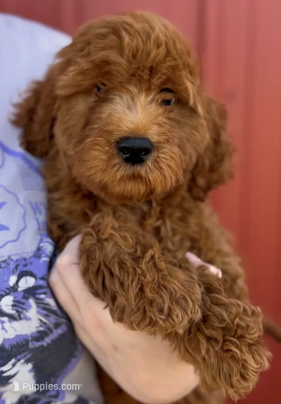 f1b Mini Milton SWEET Boy – Whoodle puppy for sale in Joplin, MO