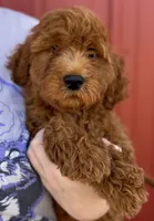 f1b Mini Milton SWEET Boy, a male Whoodle for sale in Joplin, MO – 1 of 4