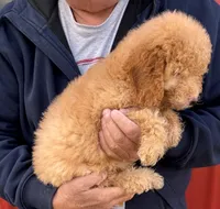 Mini Rudy, a male Miniature Goldendoodle for sale in Joplin, MO – Photo 5 of 5