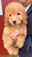 Mini Rudy, a male Miniature Goldendoodle for sale in Joplin, MO – Photo 2 of 5