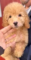 Mini Rudy, a male Miniature Goldendoodle for sale in Joplin, MO – Photo 3 of 5