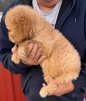 Mini Rudy, a male Miniature Goldendoodle for sale in Joplin, MO – Photo 4 of 5