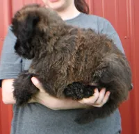 Standard size Blossom, a female Whoodle for sale in Joplin, MO – 2 of 3