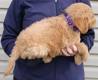 f1b Mini Reese, a female Miniature Goldendoodle for sale in Joplin, MO – Photo 2 of 3