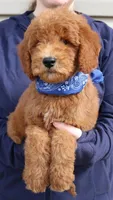 f1b Mini Rhett, a male Miniature Goldendoodle for sale in Joplin, MO – Photo 1 of 3