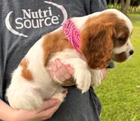 Millie, a female Cavalier King Charles Spaniel for sale in Joplin, MO – 2 of 3