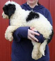 Asher, a female Newfypoo for sale in Joplin, MO – Photo 2 of 3