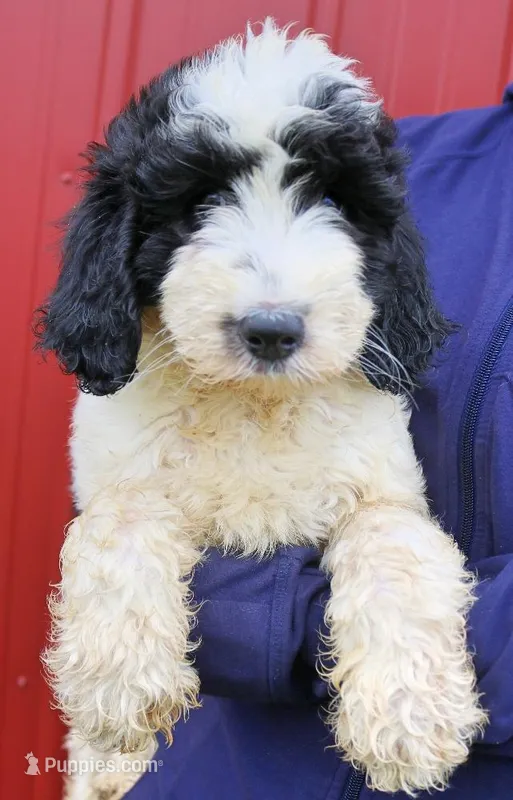 Asher – Newfypoo puppy for sale in Joplin, MO