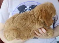 f1b Jade, a female Miniature Goldendoodle for sale in Joplin, MO – 4 of 4