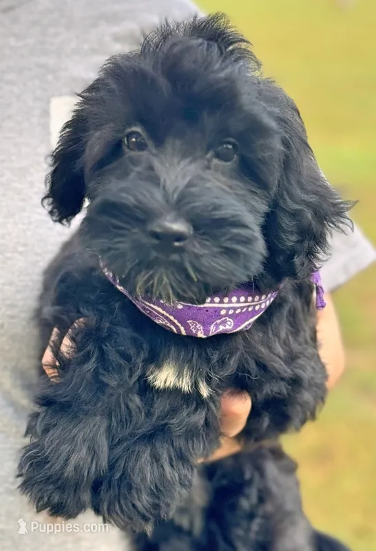 Mini Stella – Whoodle puppy for sale in Joplin, MO