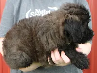 Standard size Bella, a female Whoodle for sale in Joplin, MO – 3 of 3