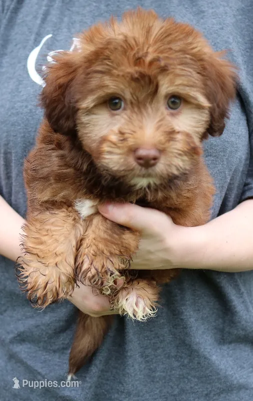 Mini Indie – Whoodle puppy for sale in Joplin, MO