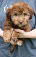 Mini Indie, a female Whoodle for sale in Joplin, MO – 1 of 3