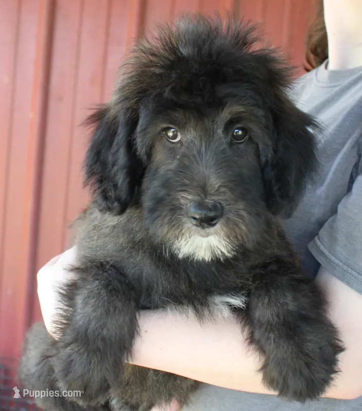 Standard size Bella – Whoodle puppy for sale in Joplin, MO