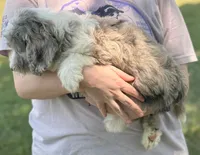 Mini Dudley, a male Miniature Aussiedoodle for sale in Joplin, MO – 2 of 6