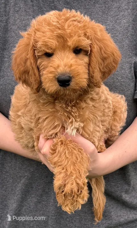 F1b Journey – Miniature Goldendoodle puppy for sale in Joplin, MO