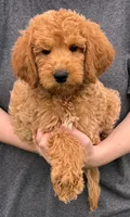 F1b Journey, a female Miniature Goldendoodle for sale in Joplin, MO – 1 of 4