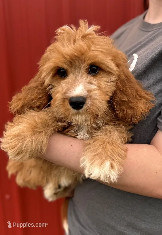 Harlie – Cavapoo puppy for sale in Joplin, MO