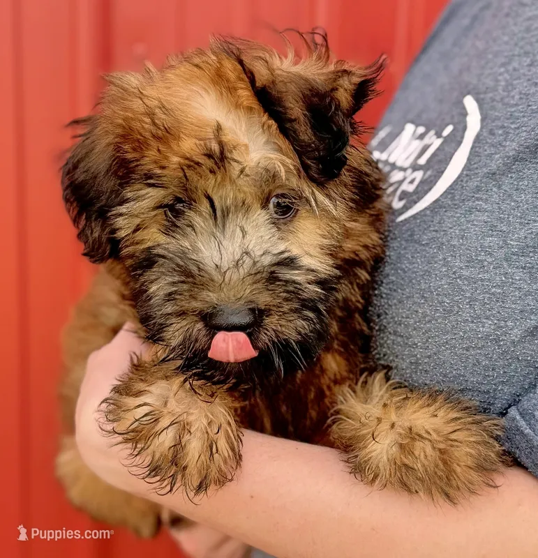 Theo – Soft Coated Wheaten Terrier puppy for sale in Joplin, MO
