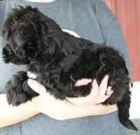 Mini Stella, a female Whoodle for sale in Joplin, MO – 3 of 3