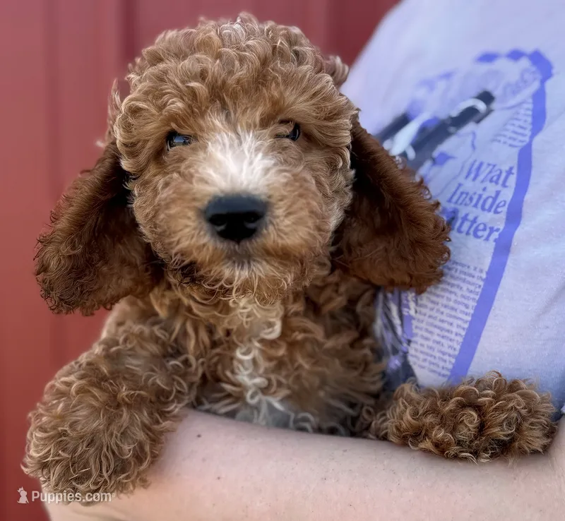 f1b Mini Mandy – Whoodle puppy for sale in Joplin, MO