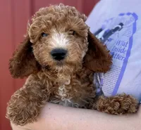 f1b Mini Mandy, a female Whoodle for sale in Joplin, MO – 1 of 3