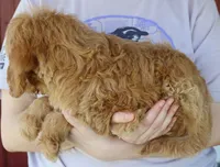 f1b Jade, a female Miniature Goldendoodle for sale in Joplin, MO – 3 of 4