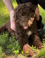 Mini Paisley Green eyes, a female Whoodle for sale in Joplin, MO – 3 of 3