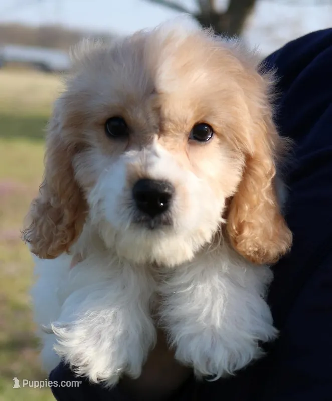 Piper – Cavapoo puppy for sale in Joplin, MO