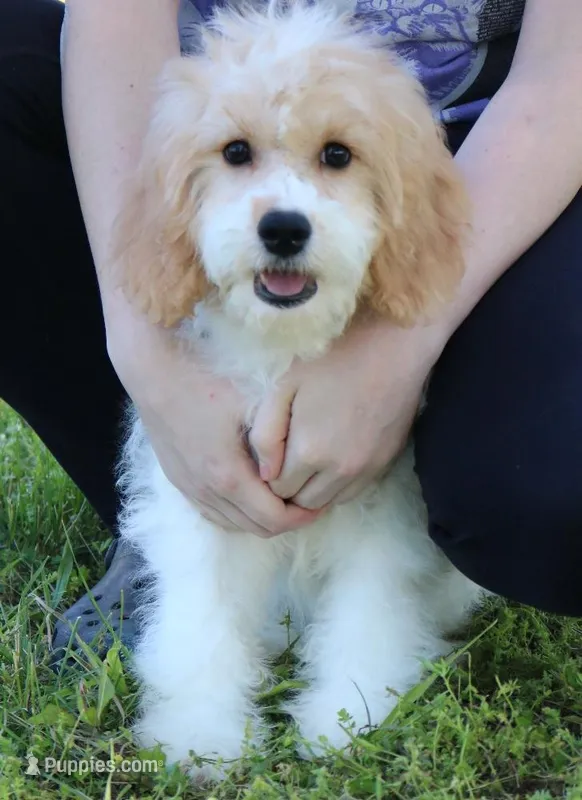 Piper – Cavapoo puppy for sale in Joplin, MO