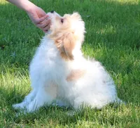 Piper, a female Cavapoo for sale in Joplin, MO – 5 of 5