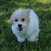 Piper, a female Cavapoo for sale in Joplin, MO – 3 of 5