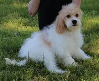 Piper, a female Cavapoo for sale in Joplin, MO – 4 of 5