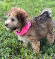 Mini Isabel Green eyes, a female Whoodle for sale in Joplin, MO – 3 of 6