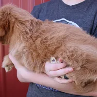 Harmony, a female Cavapoo for sale in Joplin, MO – Photo 3 of 3