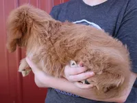 Harmony, a female Cavapoo for sale in Joplin, MO – Photo 3 of 3