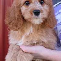 Harmony, a female Cavapoo for sale in Joplin, MO – Photo 1 of 3