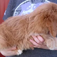 Harmony, a female Cavapoo for sale in Joplin, MO – Photo 2 of 3