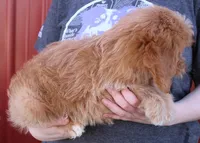 Harmony, a female Cavapoo for sale in Joplin, MO – Photo 2 of 3