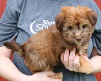 Mini Isabel, a female Whoodle for sale in Joplin, MO – 2 of 3