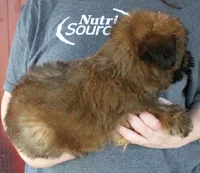Theo, a male Soft Coated Wheaten Terrier for sale in Joplin, MO – 3 of 3
