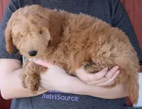 F1b Mini Treasure, a female Whoodle for sale in Joplin, MO – Photo 3 of 3