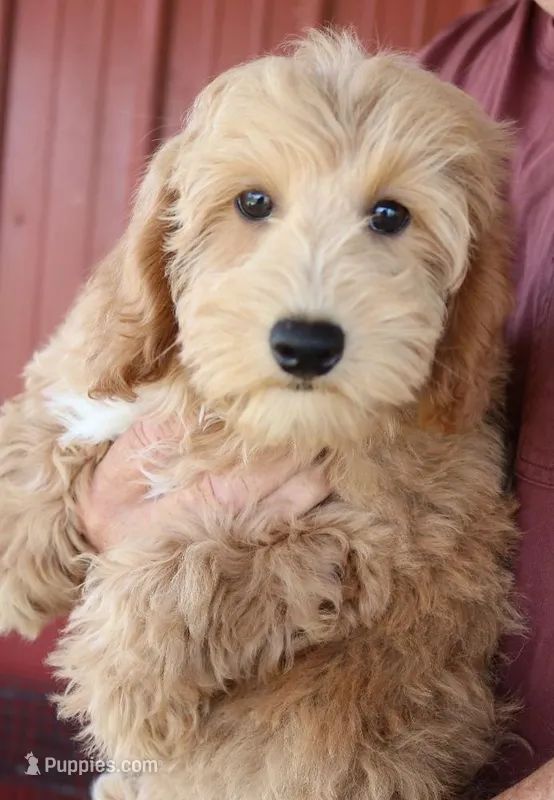 F1b Mini Treasure – Whoodle puppy for sale in Joplin, MO