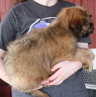 Tucker, a male Soft Coated Wheaten Terrier for sale in Joplin, MO – Photo 3 of 3
