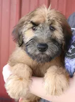 Tucker, a male Soft Coated Wheaten Terrier for sale in Joplin, MO – Photo 1 of 3
