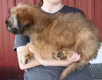 Tucker, a male Soft Coated Wheaten Terrier for sale in Joplin, MO – Photo 2 of 3