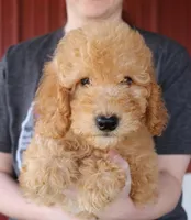 F1b Marco, a male Whoodle for sale in Joplin, MO – Photo 1 of 3