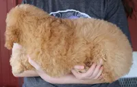 F1b Marco, a male Whoodle for sale in Joplin, MO – Photo 3 of 3